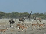 waterhole etosha 02 FP